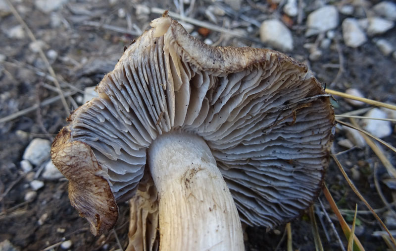 probabile......Tricholoma luridum